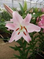 [4208 Pink Secret No102.JPG]